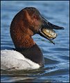 _1SB5454 canvasback drake with clam